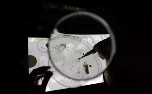 科學家確認人體已被微塑料污染，污染源不僅是海洋