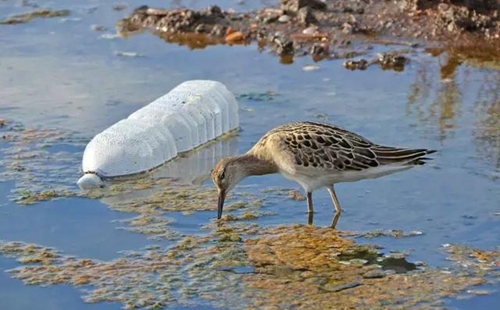 科學家確認人體已被微塑料污染，污染源不僅是海洋