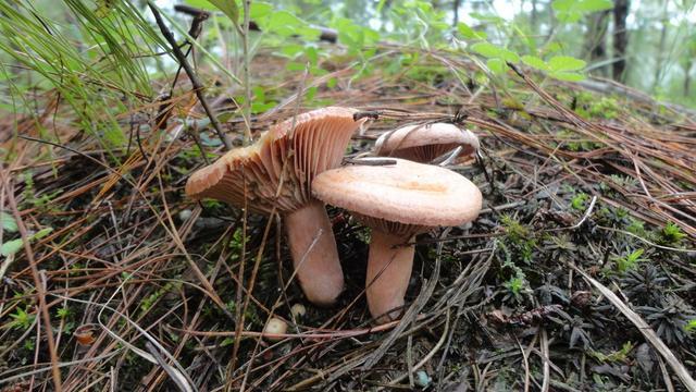 云南野生菌最全攻略，昆明這些地方盛產野生菌你知道幾個 