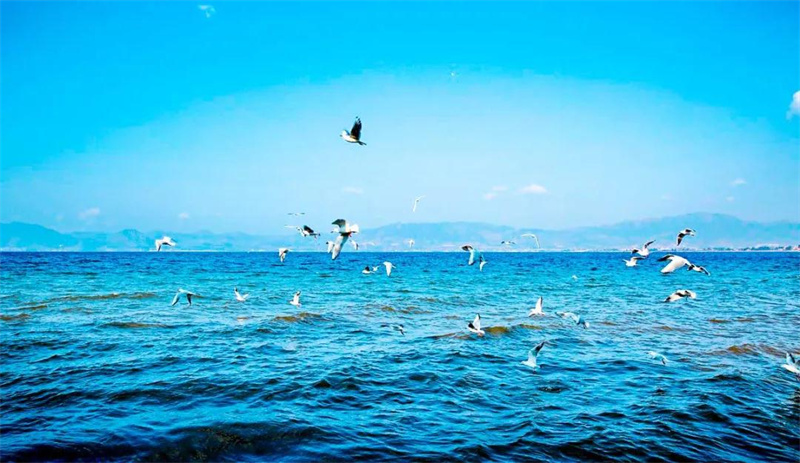 撫仙湖 撫仙湖
